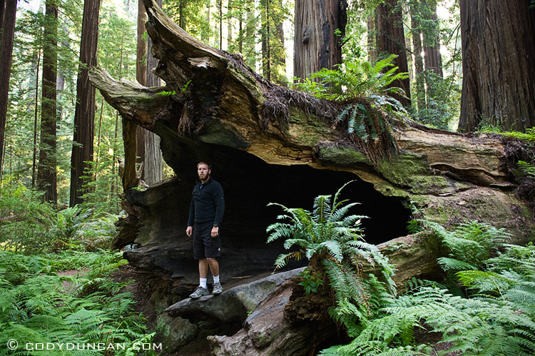 large trunk of fallen Coastal Redwood tree - Sequoia sempervirens, Humboldt Redwoods state park, California