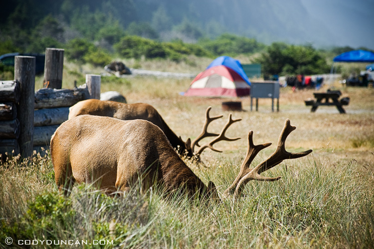 Roosevelt Elk graze in camproung at Gold Bluffs Beach, Prairie creek redwoods state park, California