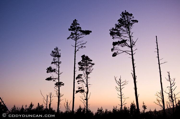 silhouette of trees at sunset