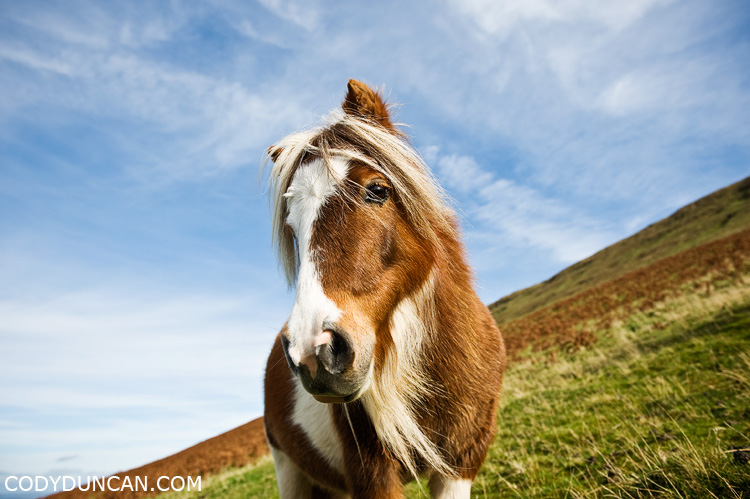 Wild Welsh mountain pony, Black Mountains, Brecon Beacons national park, Wales