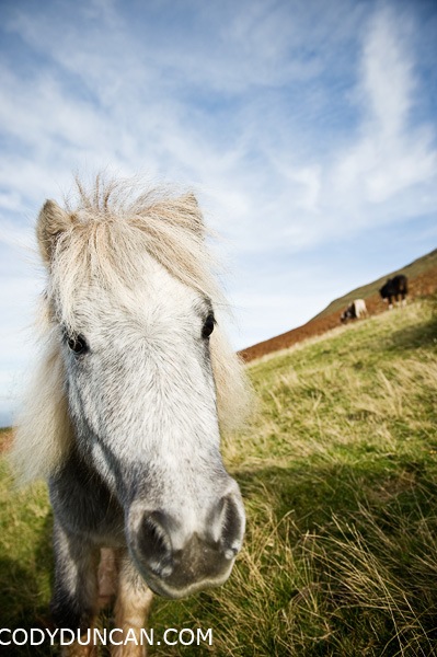 Wild Welsh mountain pony, Black Mountains, Brecon Beacons national park, Wales