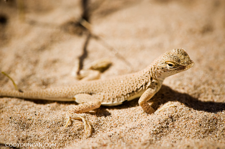 Mojave Fringe-Toed Lizard, Kelso Dunes, Mojave national preserve, California