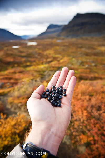 wild blueberries, autumn, Kungsleden trail, Sweden