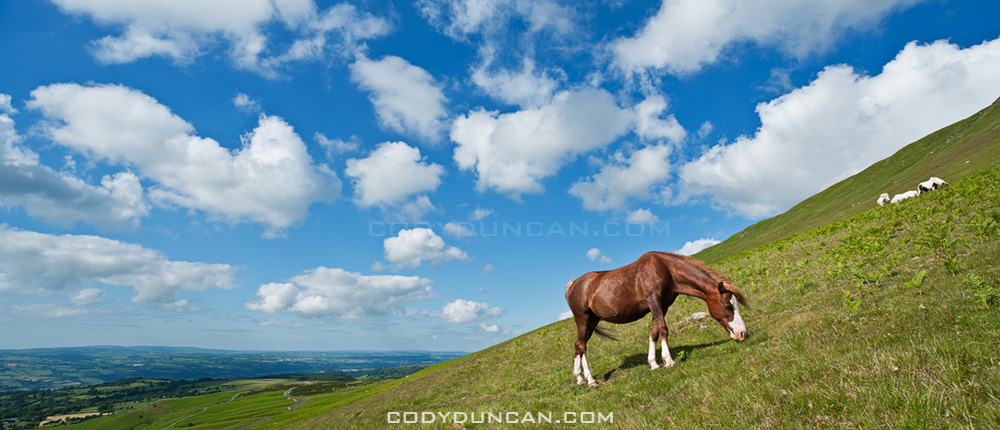 Wild Welsh mountain pony, Hay Bluff, Black mountains