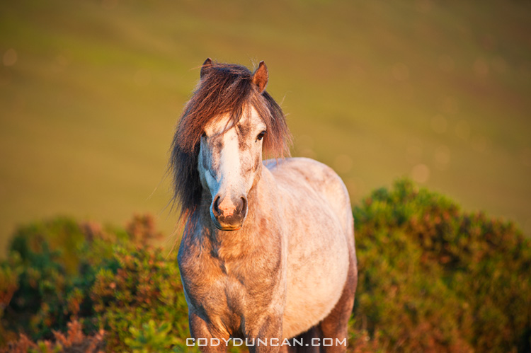 Wild Welsh mountain pony, Hay Bluff, Wales