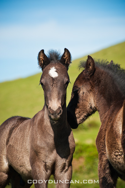 Two wild Welsh mountain pony foals, Hay Bluff, Wales