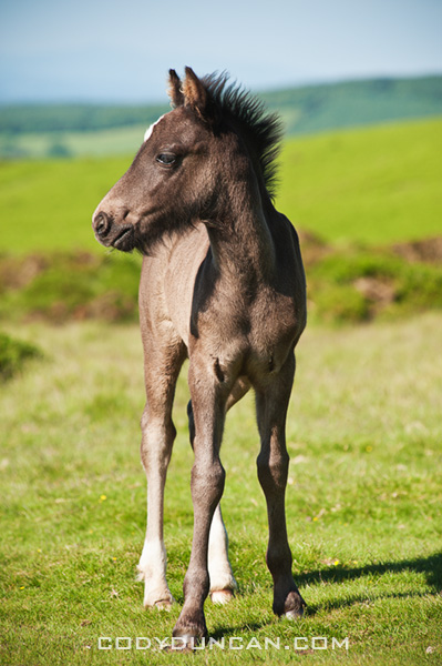 Portrait of wild Welsh mountain pony foal, Hay Bluff, Wales