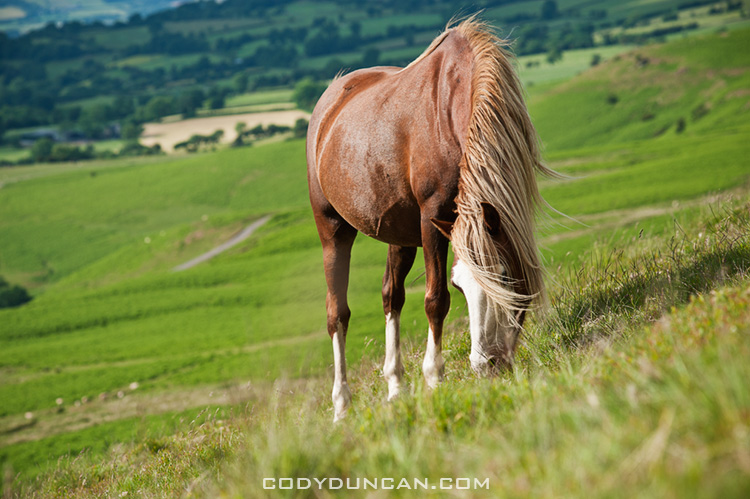 Wild Welsh mountain pony feeds on grassy hillside, Hay Bluff, Wales