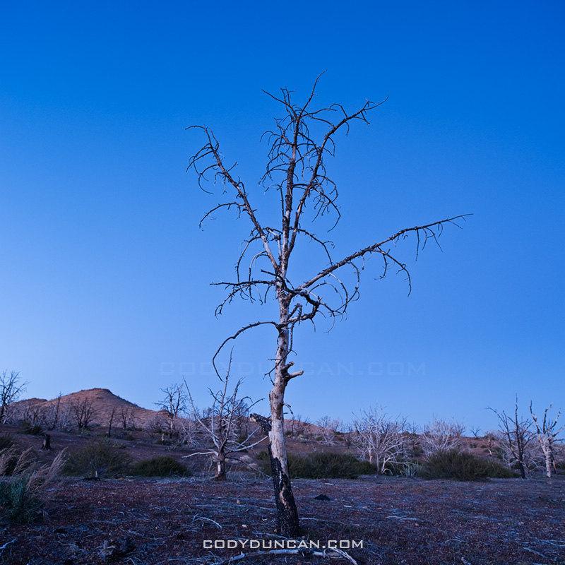 Burnt tree in Mojave national preserve, California