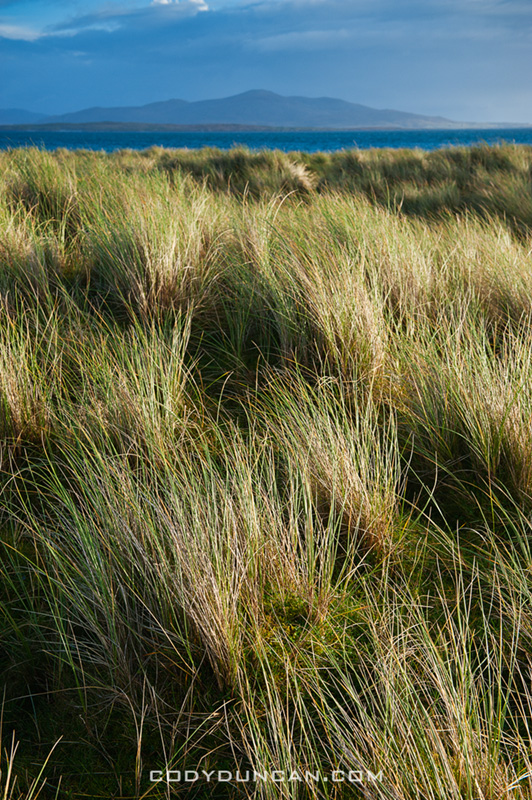 Dune grass, Berneray, Outer Hebrides, Scotland
