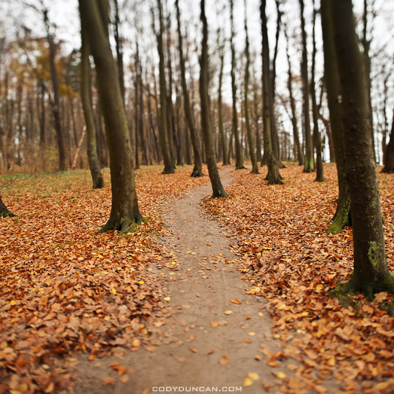Forest trail, Warnemuende, Germany
