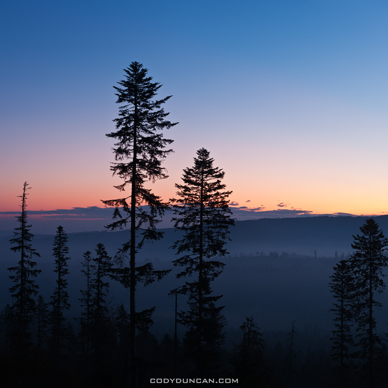 Dawn tree silhouette in Tatra foothills, Poland