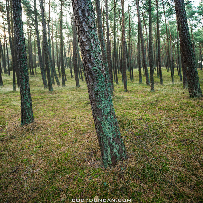 Forest Curonian Spit Lithuania
