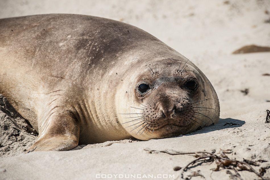 Northern elephant seal san miguel island