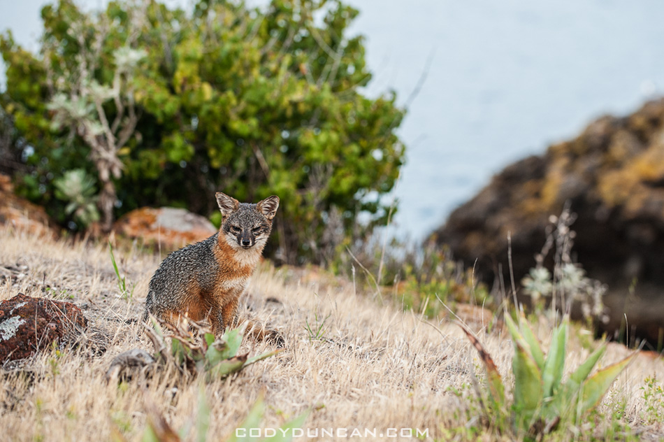 Santa Cruz Island Fox