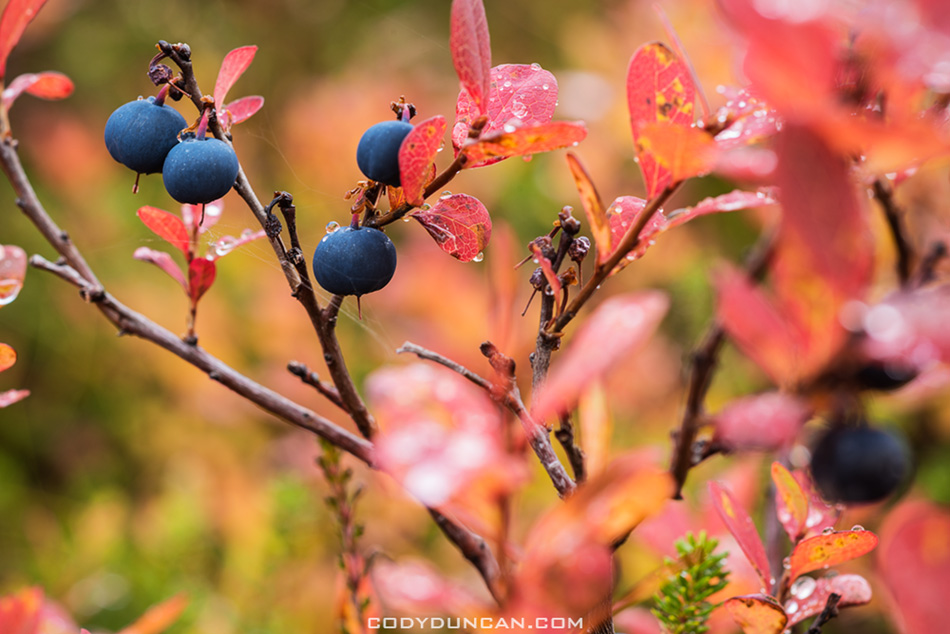 blueberry bush in Autumn, Norway