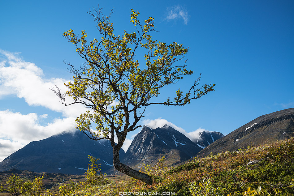 Autumn tree with summit of Tolpagorni - Duolbagorni in distance, viewed from near Kebnekaise Fjallstation, Ladtjovagge, Lappland, Sweden