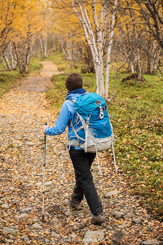 Hiking through autumn birch forest near Abisko at northern end of Kungsleden trail, Lappland, Sweden
